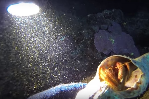 Μαγευτικό βίντεο από τον βυθό στην Παραλία του Φονέα στη Στούπα 7