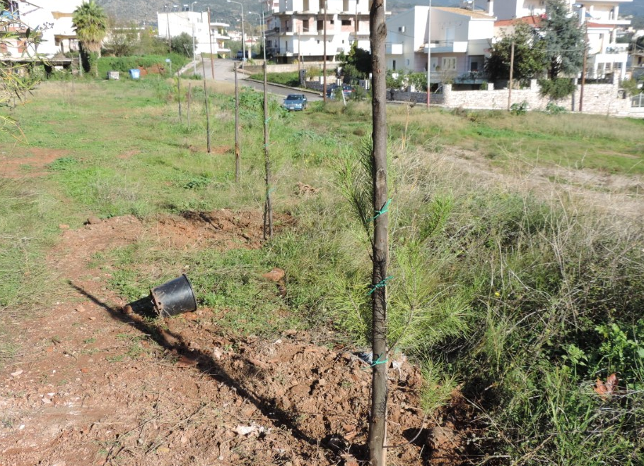 Δενδροφύτευση από τον Δήμο Καλαμάτας στο Φραγκοπήγαδο 9