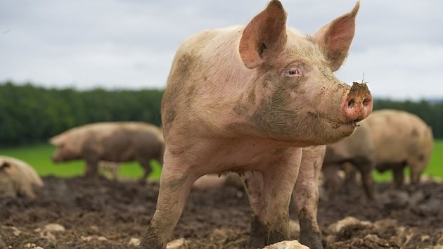 Φρικτός θάνατος για Ρωσίδα κτηνοτρόφο – Την έφαγαν ζωντανή τα γουρούνια της 1
