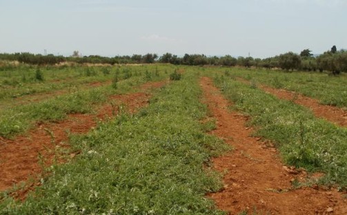 Τα ρομπότ φέρνουν… επανάσταση στις αγροτικές καλλιέργειες 58