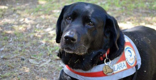 Πέθανε η Λάρα - Ήταν ο πρώτος σκύλος οδηγός τυφλών στην Ελλάδα 34