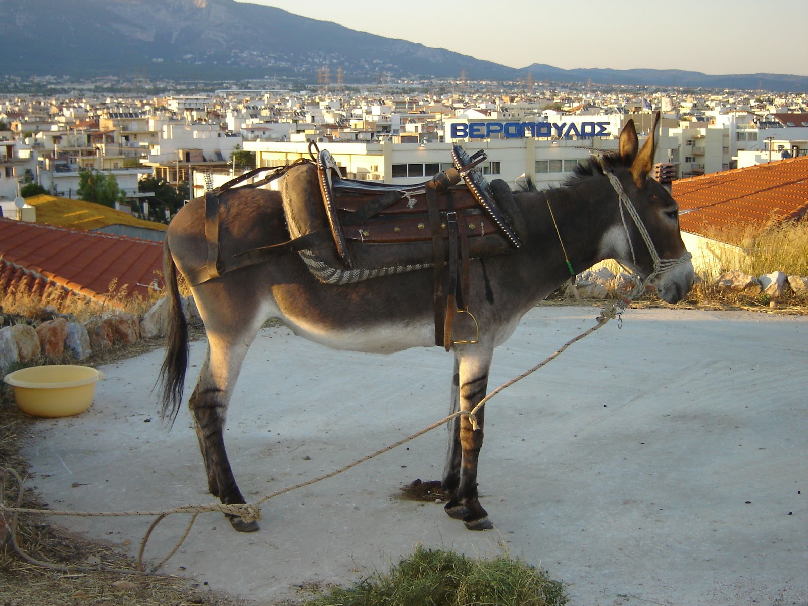 Ανέκδοτο: Το γαϊδούρι 19