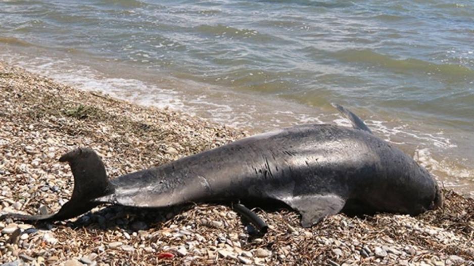 Νεκρά δελφίνια ξεβράστηκαν σε ακτές νησιών του Αιγαίου – Κατά την τουρκική άσκηση «Γαλάζια Πατρίδα» 22