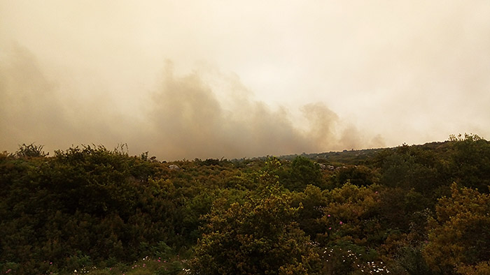 Πυρκαγιά σε δασική έκταση στα Φιλιατρά! 32