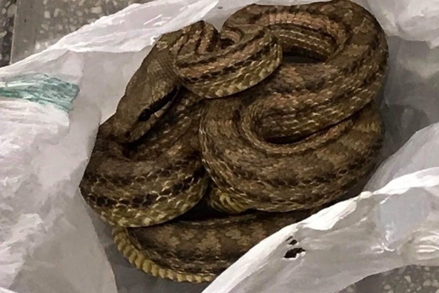 Θεσσαλονίκη: Φίδι βρέθηκε σε ψυγείο καταστήματος εστίασης 10