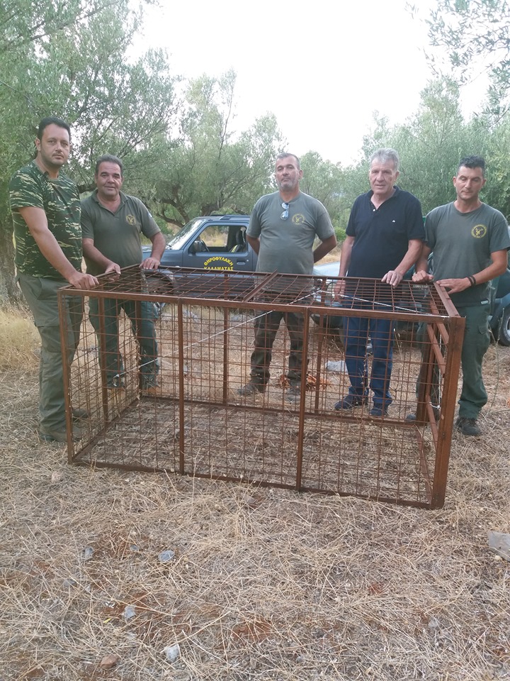 Λαθροθηρία αγριόχοιρων με κλουβιά στην Καλαμάτα 17 Λαθροθηρία αγριόχοιρων με κλουβιά στην Καλαμάτα 6
