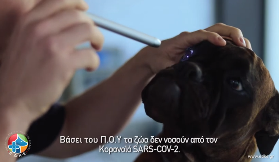 Τα ζώα και ο SARS-Cov2 - Εθελοντική Δράση Κτηνιάτρων Ελλάδας 1