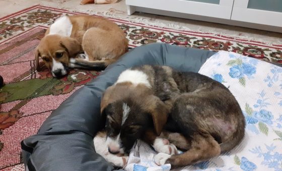 Εγκαταλειμμένα σκυλάκια στην Καλαμάτα αναζητούν οικογένεια
