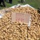 οι πατατοπαραγωγοί διαμαρτύρονται και οργανώνουν διανομή δωρεάν πατάτας στη μεσσήνη 24