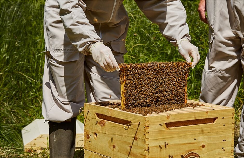 Προγράμματα μελισσοκομίας 2020 – Ποιοι έχουν δικαίωμα συμμετοχής 1