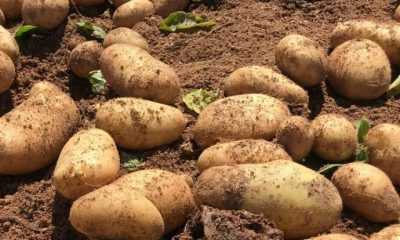 ο δήμαρχος μεσσήνης για την προστασία της πατάτας στον υπουργό αγροτικής ανάπτυξης μάκη βορίδη 32
