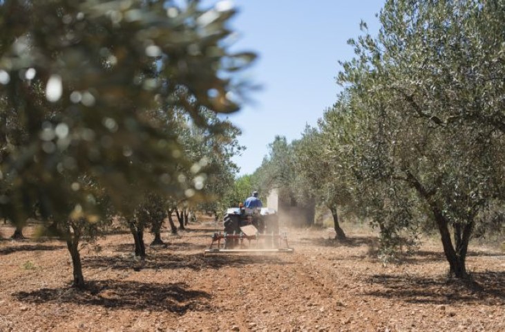 Αγροτοκτηνοτροφικός σύλλογος Μεσσήνης: Οι αγρότες καταστρεφόμαστε 25