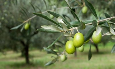 ΟΑΣΠΠ για δακοκτονία: Η κυβέρνηση και η περιφέρεια είναι υπεύθυνοι για την καταστροφή μας 38