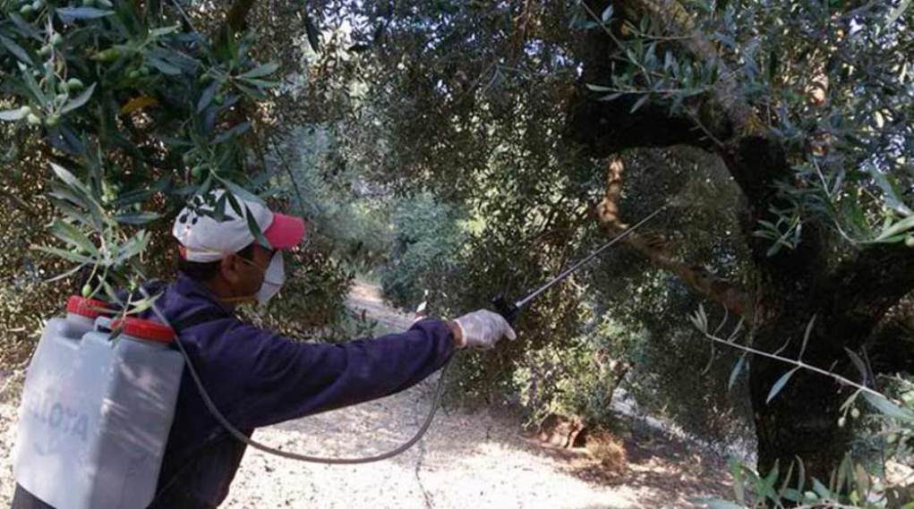 ΔΑΟΚ Τριφυλίας: Πρόσληψη εργατών στο πρόγραμμα Δακοκτονίας 2020 5