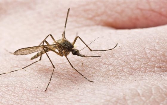 Ενημέρωση από τον ΕΟΔΥ για την προστασία από τα κουνούπια