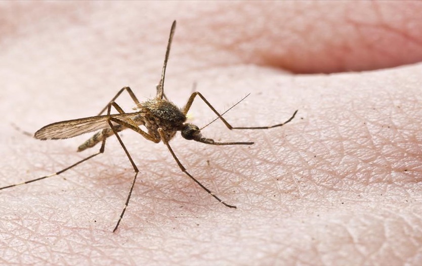 Ενημέρωση από τον ΕΟΔΥ για την προστασία από τα κουνούπια 1