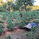 Συνελήφθησαν δυο άτομα που καλλιεργούσαν 640 δενδρύλλια κάνναβης στον Ταΰγετο, τραυμάτισαν δύο αστυνομικούς 43