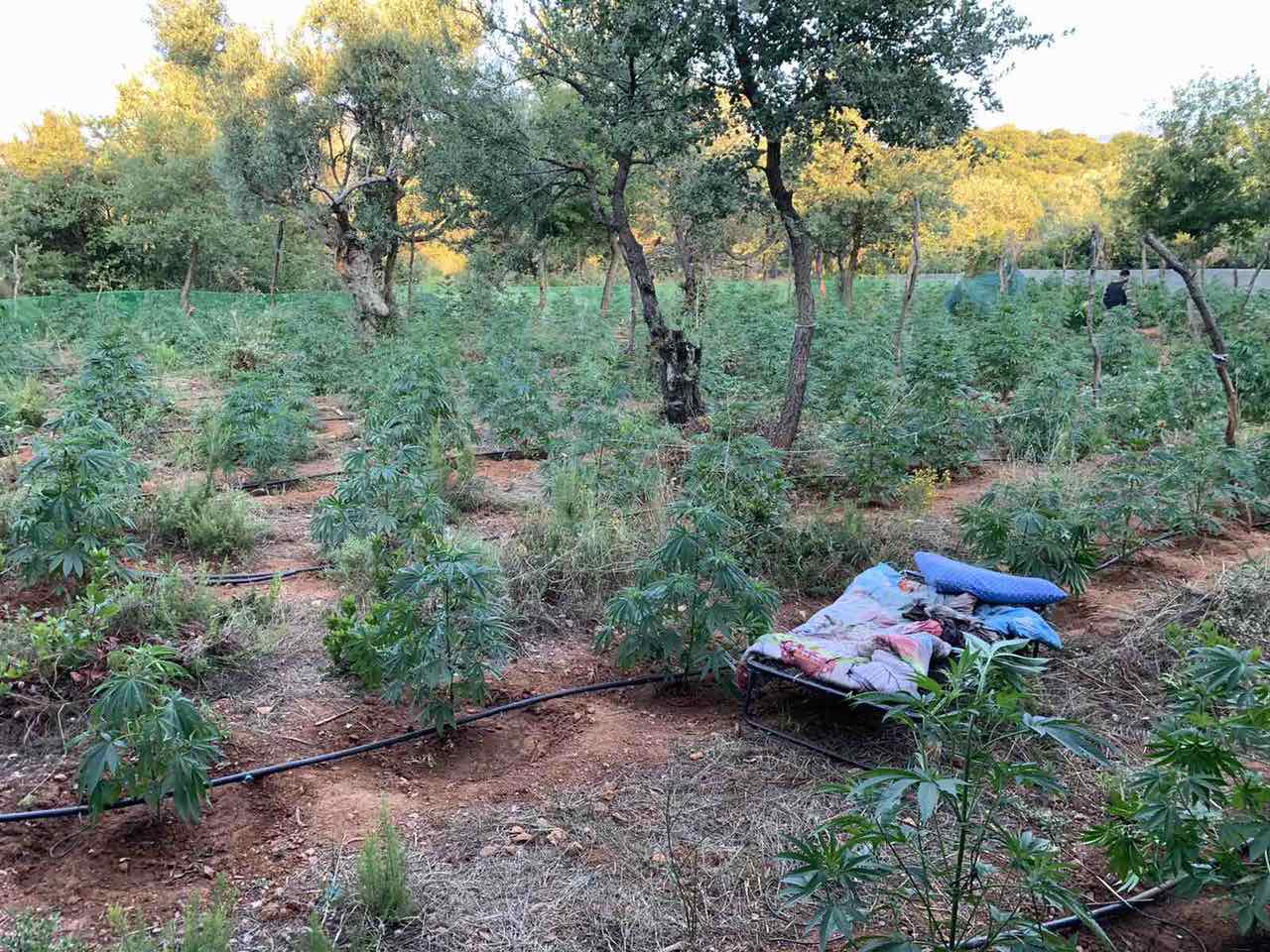 συνελήφθησαν δυο άτομα που καλλιεργούσαν 640 δενδρύλλια κάνναβης στον ταΰγετο, τραυμάτισαν δύο αστυνομικούς 1