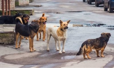 Μέριμνα αδέσποτων Δήμου Καλαμάτας 26