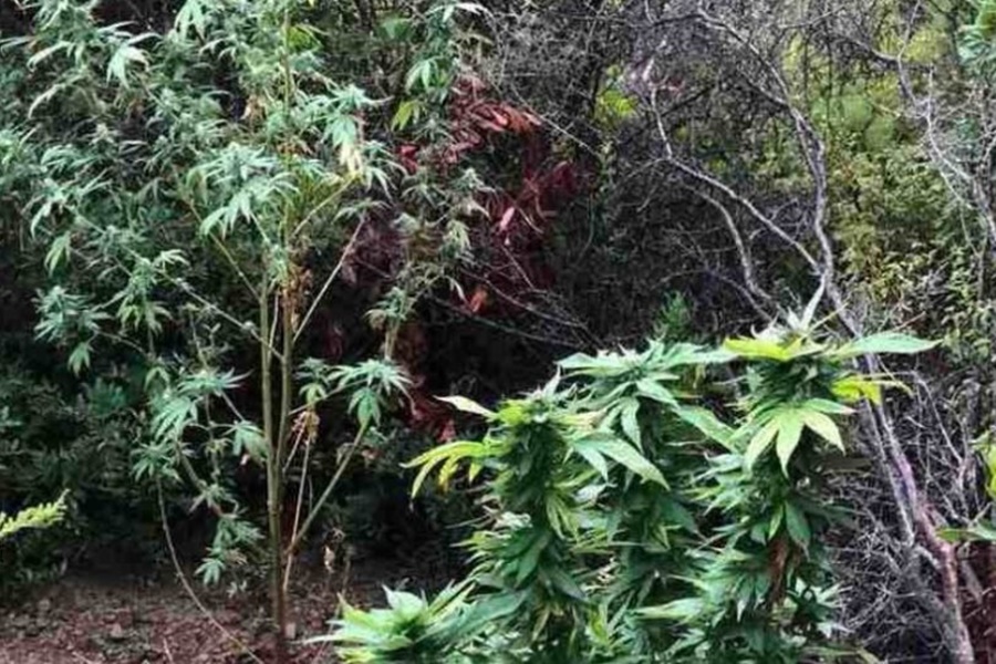 Βρήκαν «ορφανή» φυτεία με 102 χασισόδεντρα στη Μεσσηνία 1
