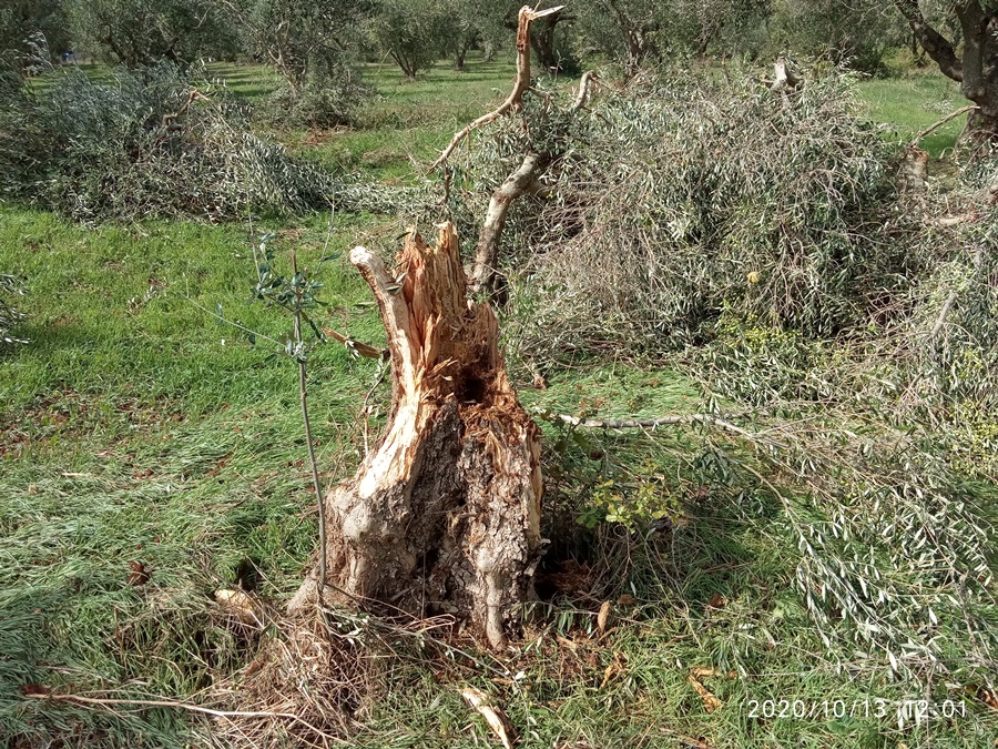 Καταγραφή ζημιών από τον ανεμοστρόβιλο που έπληξε τις περιοχές Πύλου, Μεσσήνης και Τριφυλίας 4
