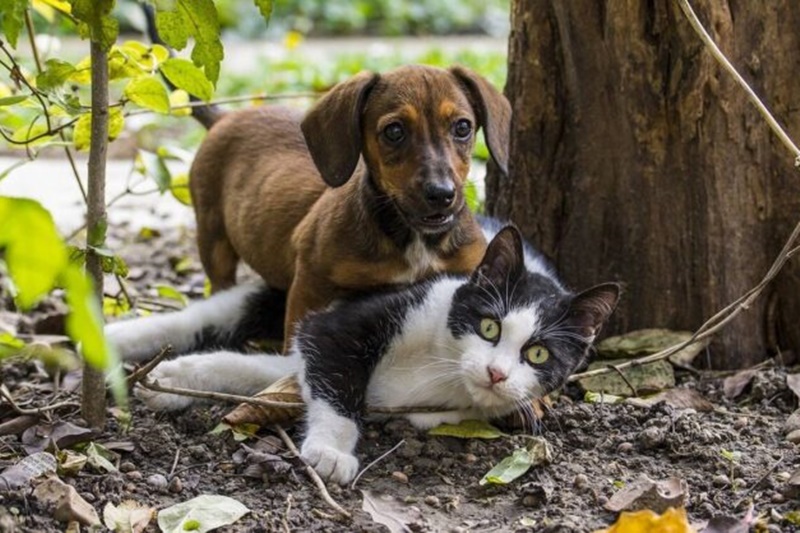 Κορονοϊός: Οι γάτες μεταδίδουν μεταξύ τους τον ιό, ενώ οι σκύλοι όχι 1