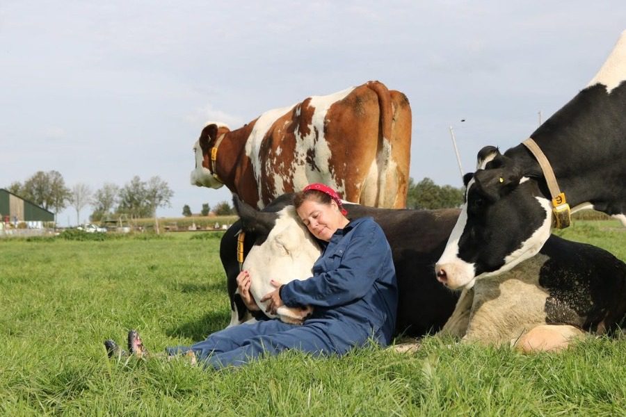Γιατί σε ολόκληρο τον πλανήτη οι άνθρωποι άρχισαν να αγκαλιάζουν αγελάδες; 1