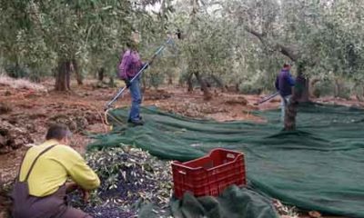 Τεστ ταχείας ανίχνευσης του Κορωνοϊού για τους εργάτες ελαιοσυγκομιδής 4