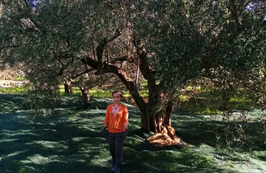 Στήριξη ελαιοπαραγωγών λόγω της Πανδημίας Covid-19 3