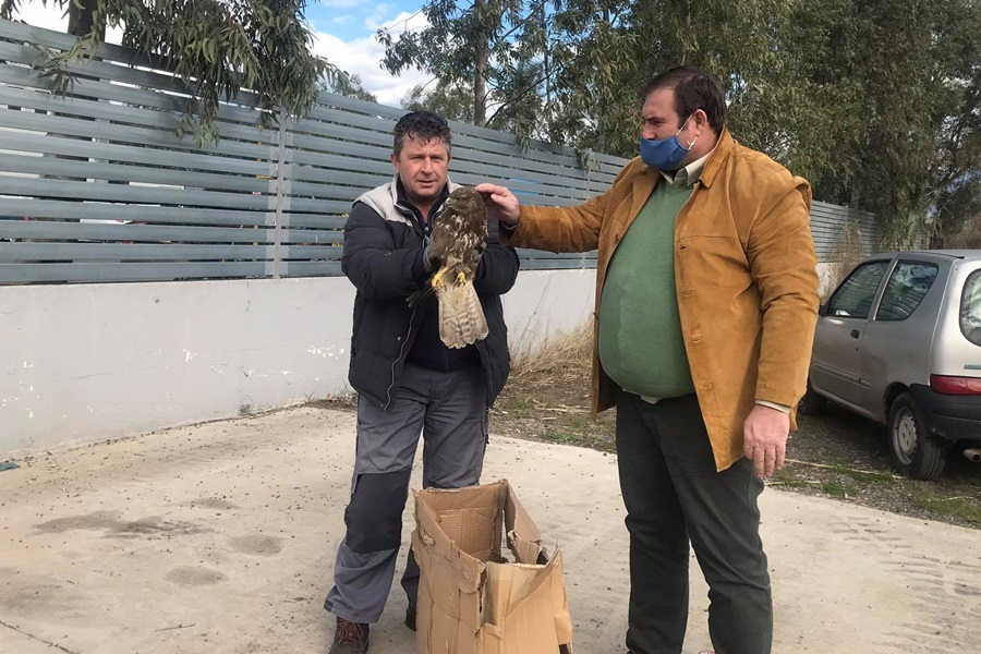 Καλαμάτα: Τραυματισμένο γεράκι μεταφέρθηκε στην Αθήνα για την παροχή πρώτων βοηθειών 1