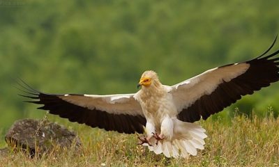 Ο εμβληματικος γυπαετός της Ελλάδος που οι Αιγύπτιοι λάτρευαν σαν θεό 1