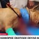 Φρίκη στην Πετρούπολη: Κουκουλοφόρος σκότωσε σκύλο με βέλος 2