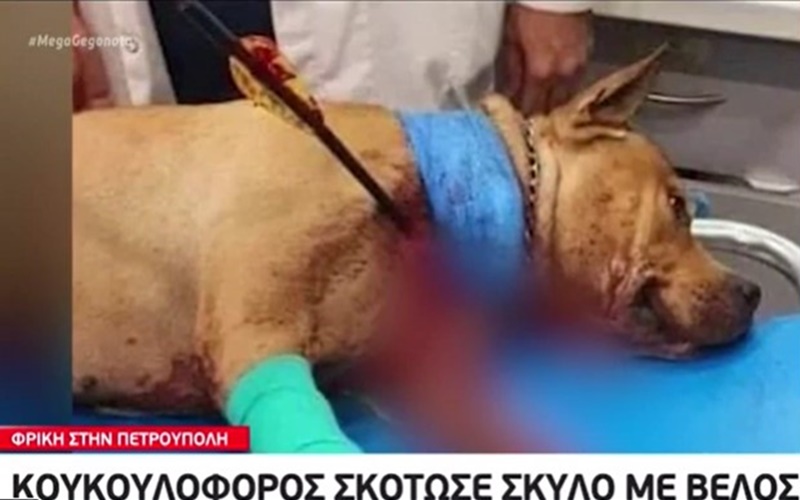 Φρίκη στην Πετρούπολη: Κουκουλοφόρος σκότωσε σκύλο με βέλος 1