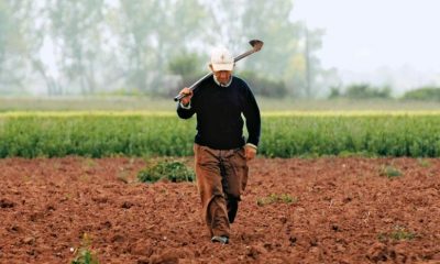 Αυτοψία για τις ζημιές από τον παγετό στις καλλιέργειες στο νομό Μεσσηνίας 6