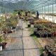 Δημοτικό Φυτώριο Καλαμάτας με εκατοντάδες φυτά και άνθη 17