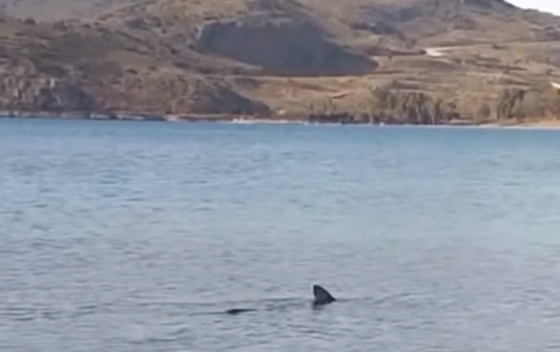 Καρχαρίας εμφανίστηκε σε παραλία στο Ναύπλιο