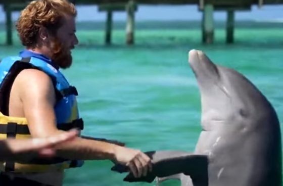 Survivor: Μηνύματα οργής στο twitter για το χθεσινό έπαθλο με τα δελφίνια