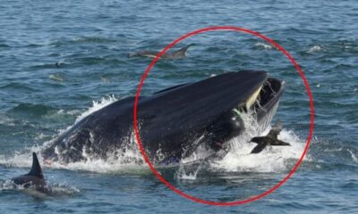 ΗΠΑ: Ανδρας βρέθηκε στο στόμα μιας φάλαινας αλλά τελικά... επέζησε 5