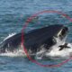 ΗΠΑ: Ανδρας βρέθηκε στο στόμα μιας φάλαινας αλλά τελικά... επέζησε 5
