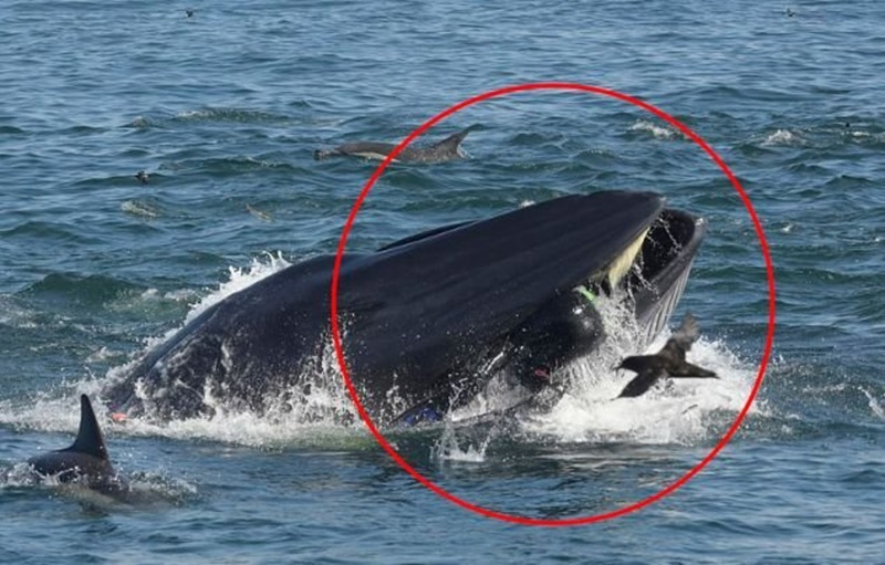 ΗΠΑ: Ανδρας βρέθηκε στο στόμα μιας φάλαινας αλλά τελικά... επέζησε 1