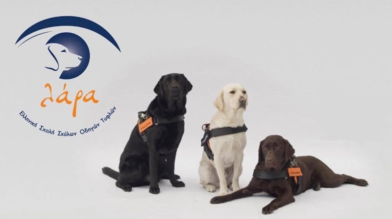 9 εκπαιδευτές κινητικότητας & 22 σκύλοι οδηγοί για 16.000 τυφλούς 4