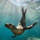 Σκότωσαν με ψαροντούφεκο τη διάσημη φώκια μασκότ των «Κωστή» της Αλοννήσου 18