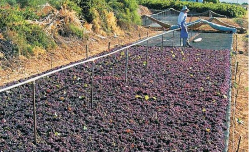 Συγκέντρωση Σταφιδοπαραγωγών στη Μεσσήνη 1