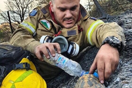Αχαΐα: Η φωτογραφία του πυροσβέστη που δίνει νερό σε χελώνα