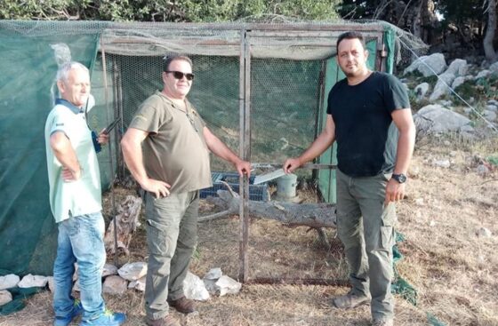 Κυνηγετικός σύλλογος Καλαμάτας: Εμπλουτισμός βιοτόπου με ορεινή πέρδικα (Γκρέκα)