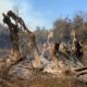 Κάρβουνο η φημισμένη ελιά 2.500 χρόνων στις Ροβιές 4