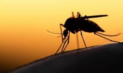 Τσίμπημα από κουνούπι – Έτσι θα το κάνετε να «εξαφανιστεί» άμεσα 1