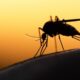 Τσίμπημα από κουνούπι – Έτσι θα το κάνετε να «εξαφανιστεί» άμεσα 18