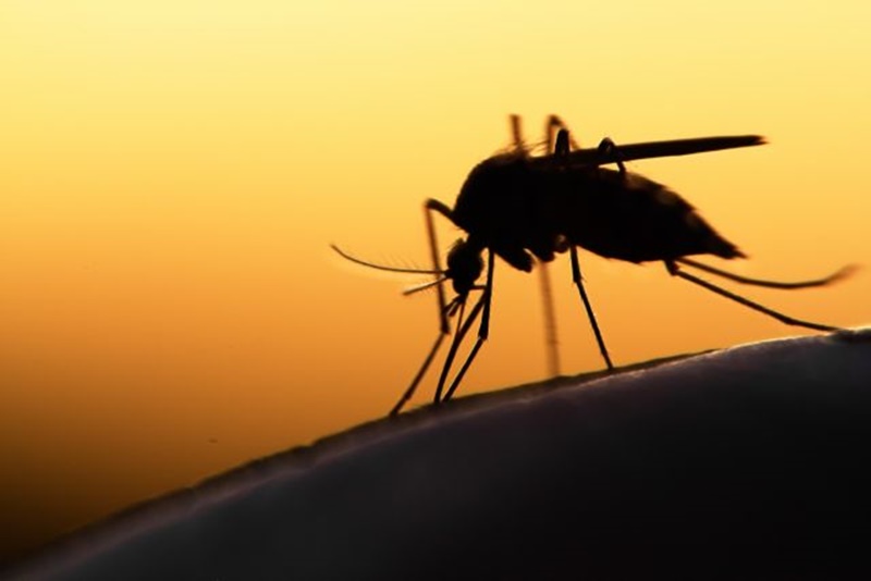 Τσίμπημα από κουνούπι – Έτσι θα το κάνετε να «εξαφανιστεί» άμεσα 1