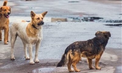 Μνημόνιο συνεργασίας μεταξύ Δήμου Μεσσήνης και Φιλοζωικού Ομίλου Καλαμάτας 18